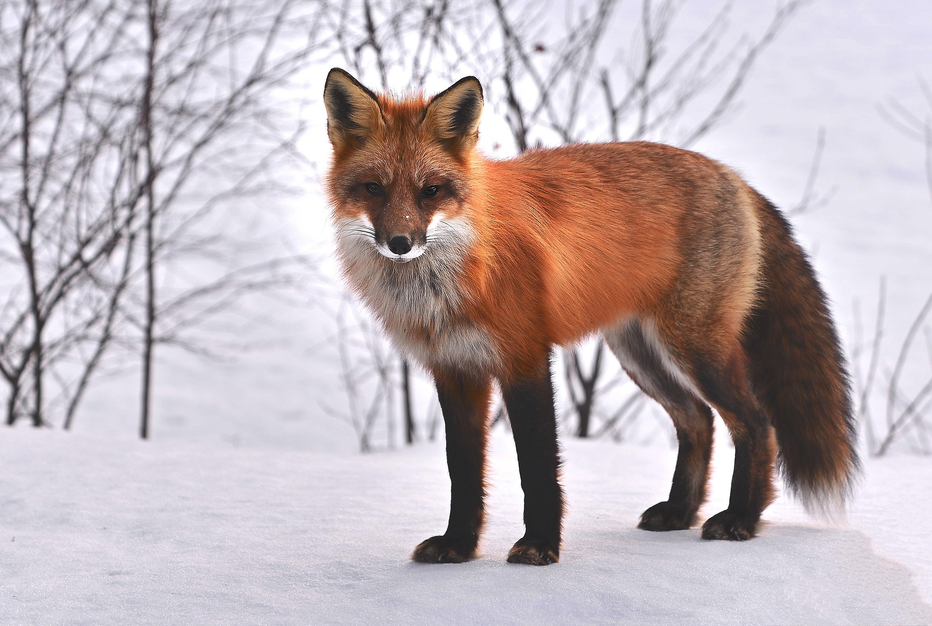 Red fox in a snowy forest