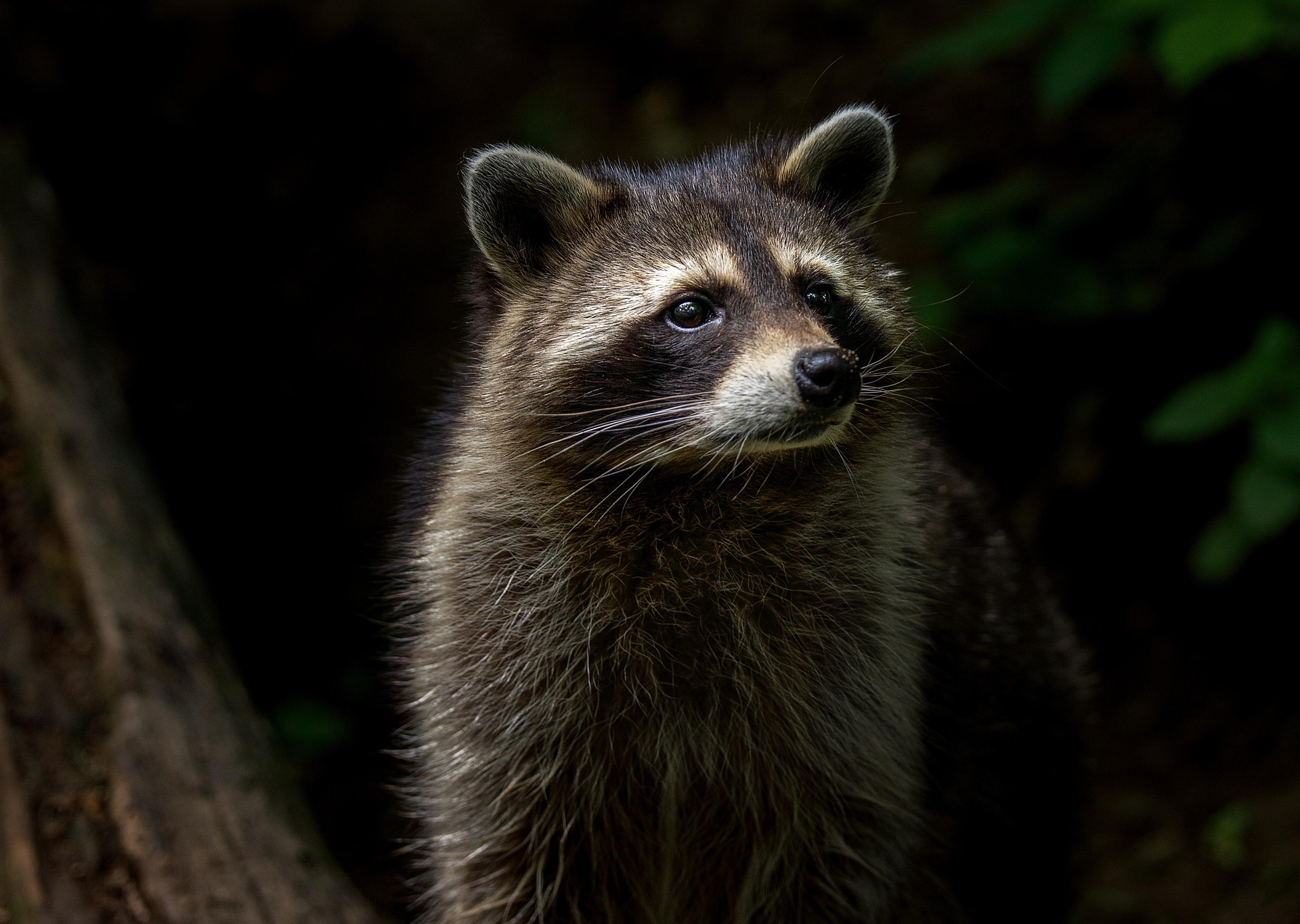 A raccoon in a forest